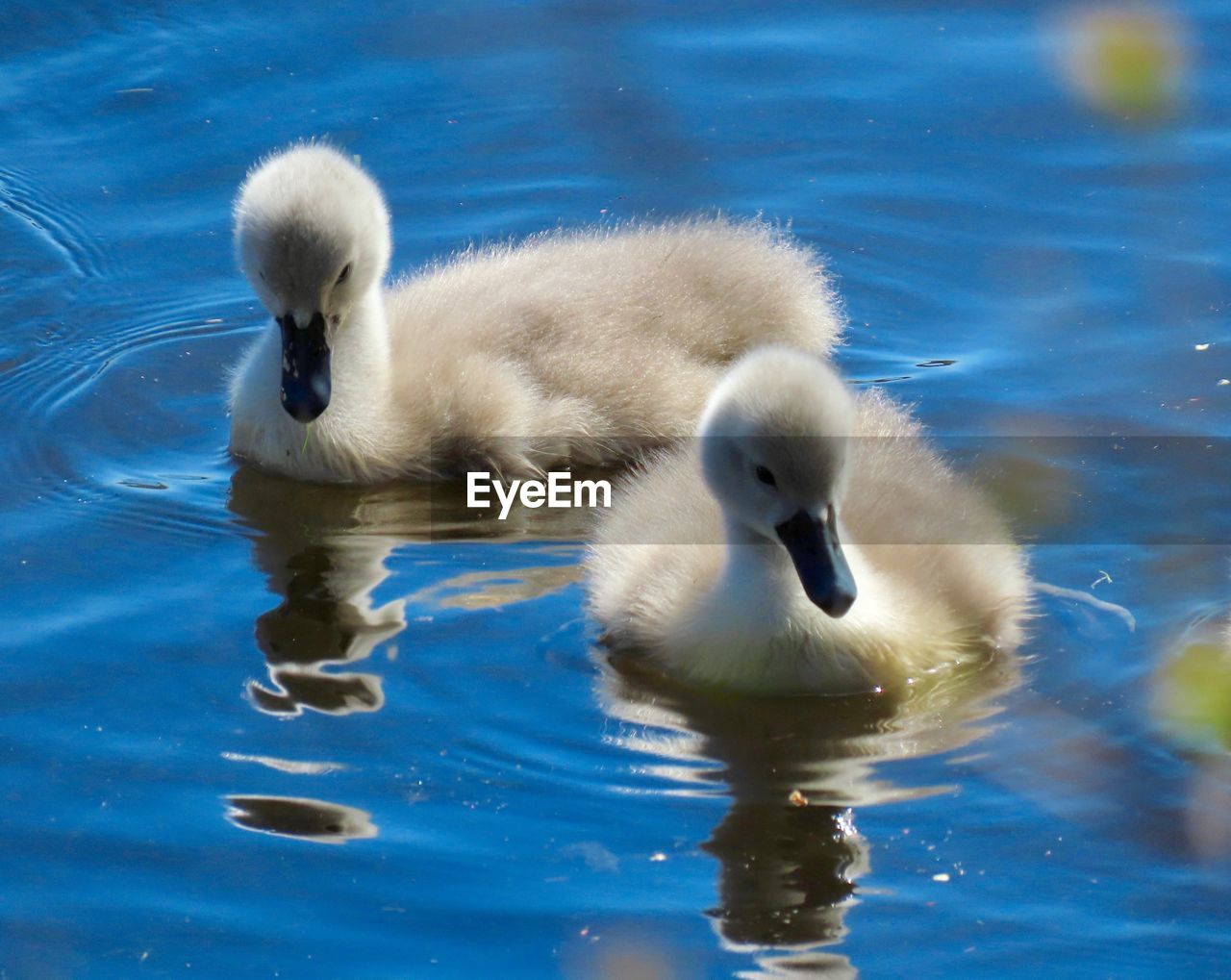 SWAN SWIMMING ON LAKE