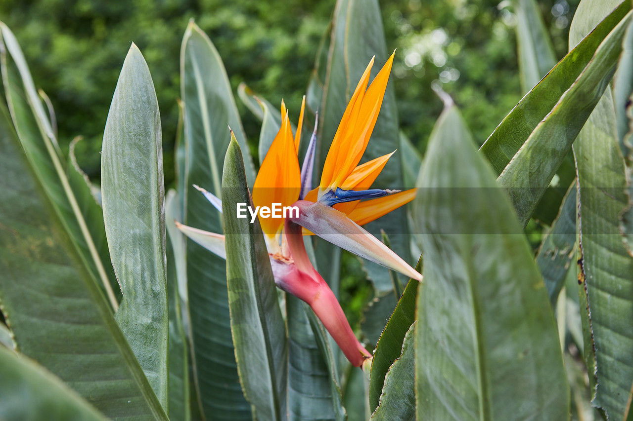 plant, flowering plant, flower, growth, beauty in nature, leaf, bird of paradise - plant, nature, freshness, plant part, petal, close-up, heliconia, green, tropical flower, fragility, flower head, inflorescence, no people, yellow, tropics, garden, grass, day, outdoors, orange color, botany, focus on foreground, jungle, land, macro photography