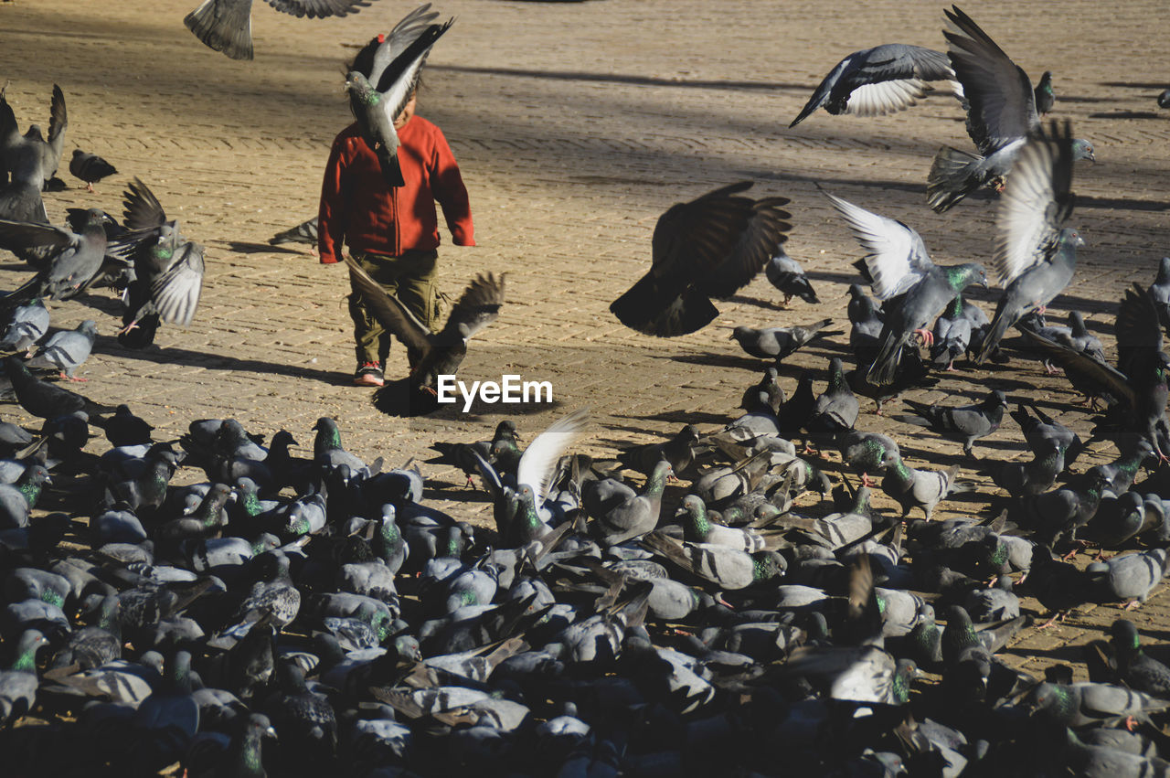 High angle view of child playing with pigeons