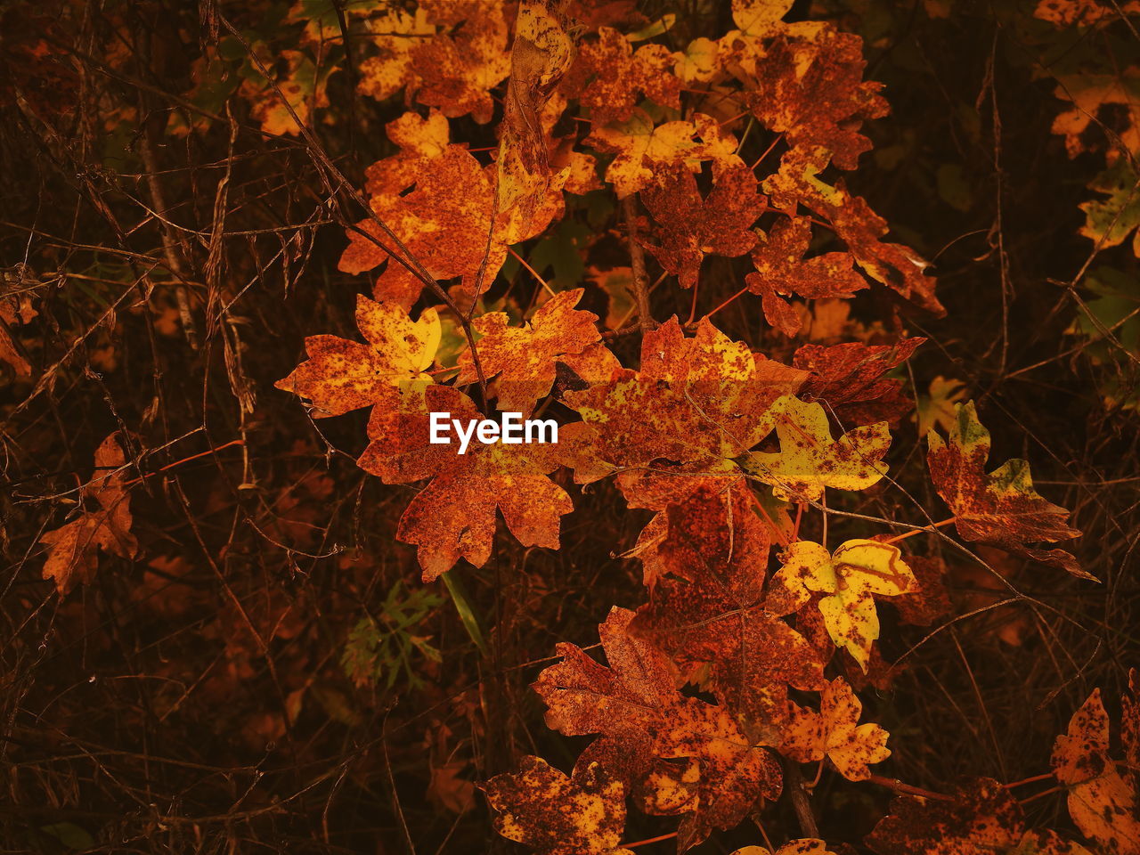 Close-up of maple leaves during autumn