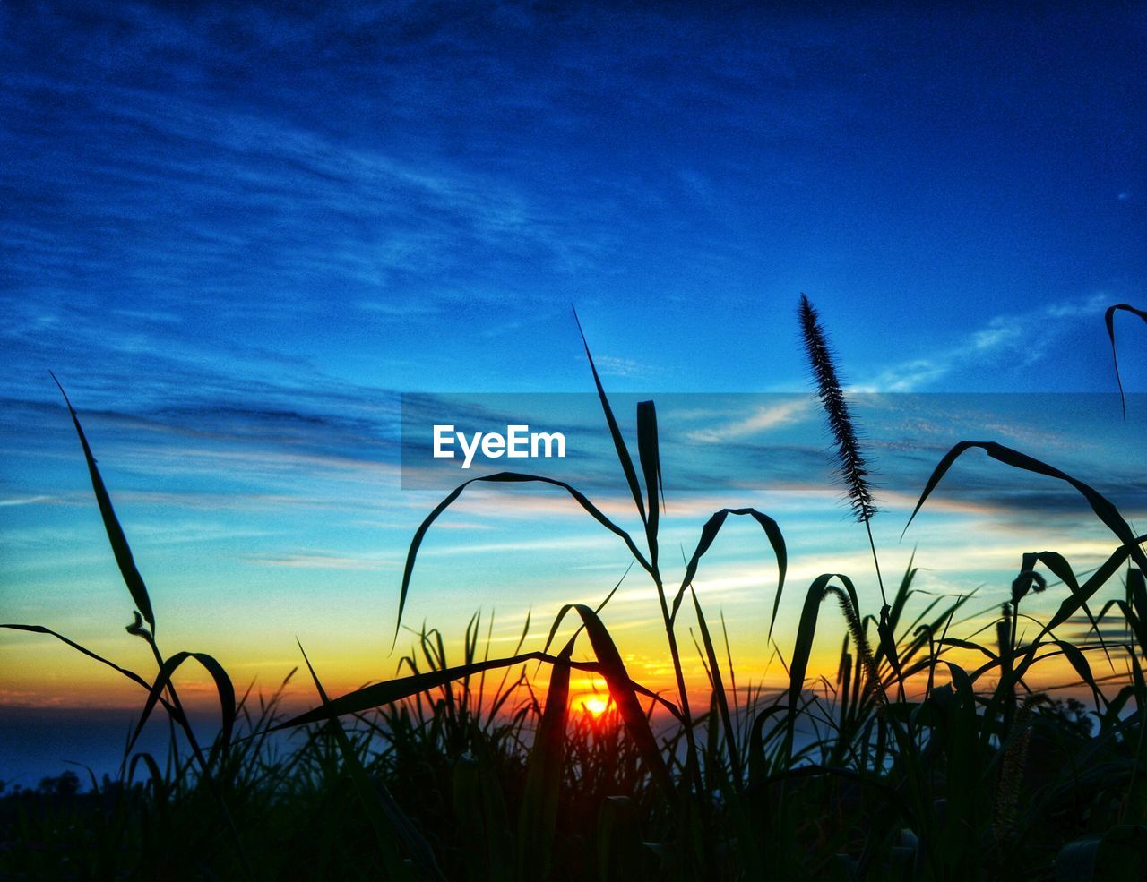 SILHOUETTE PLANTS AGAINST SUNSET SKY