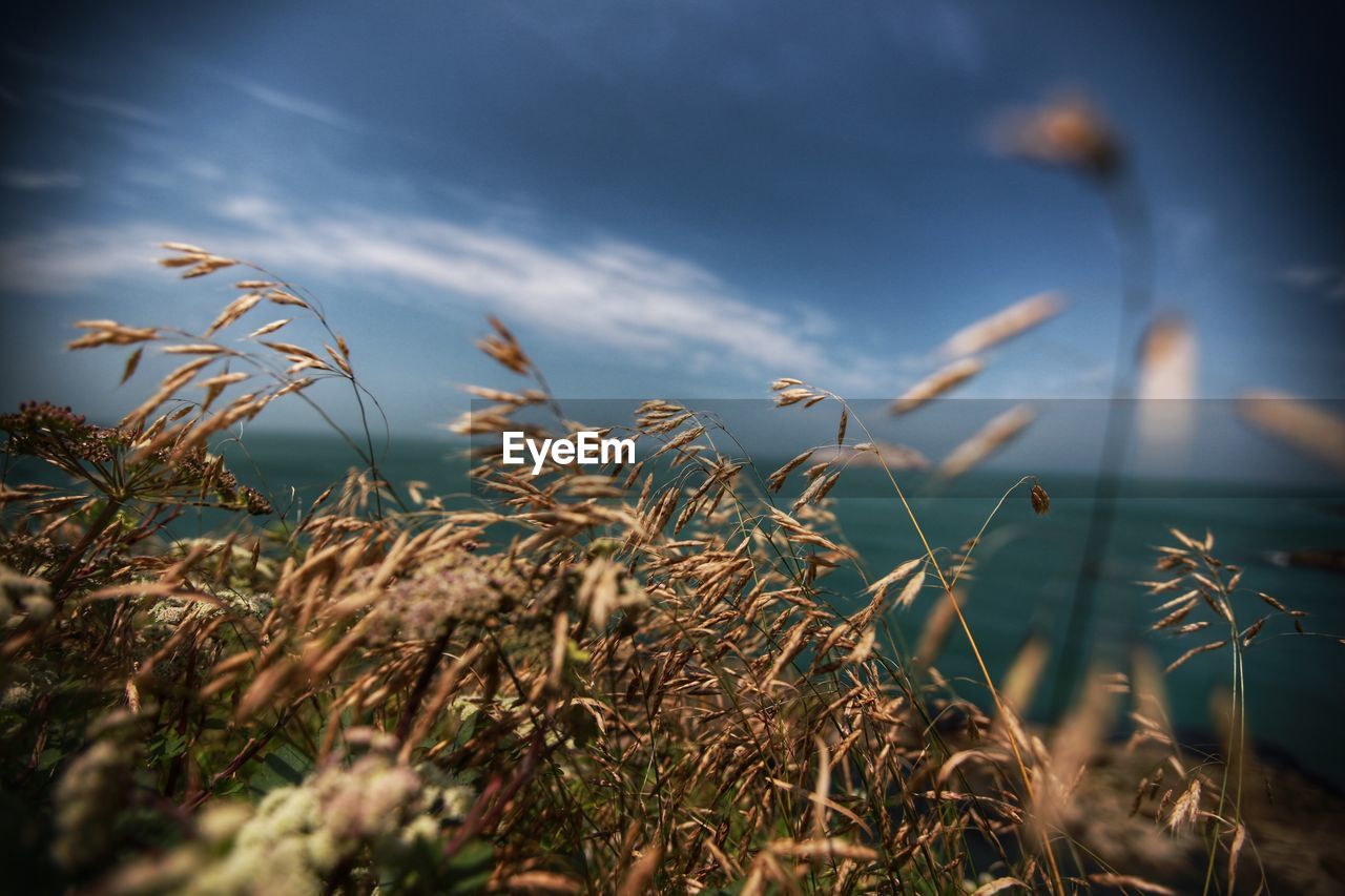 Close-up of plants growing on field against sky