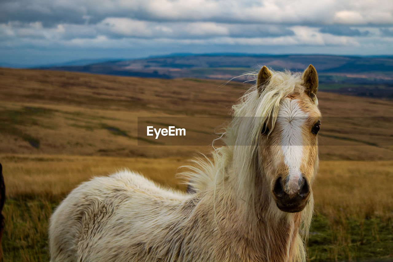 Portrait of horse against sky