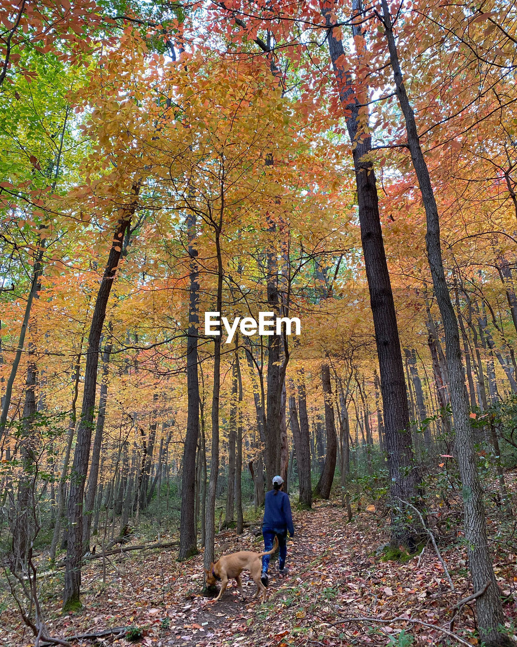 REAR VIEW OF DOG IN FOREST