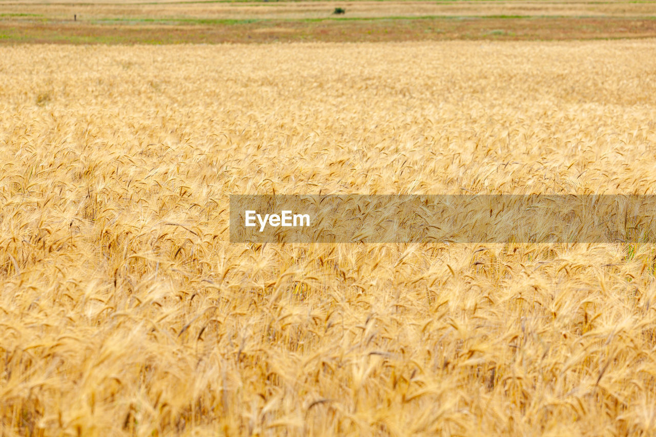 agriculture, landscape, food, field, rural scene, land, crop, cereal plant, plant, growth, farm, food grain, environment, nature, wheat, no people, day, tranquility, scenics - nature, beauty in nature, tranquil scene, barley, outdoors, gold, rye, summer, harvesting, prairie