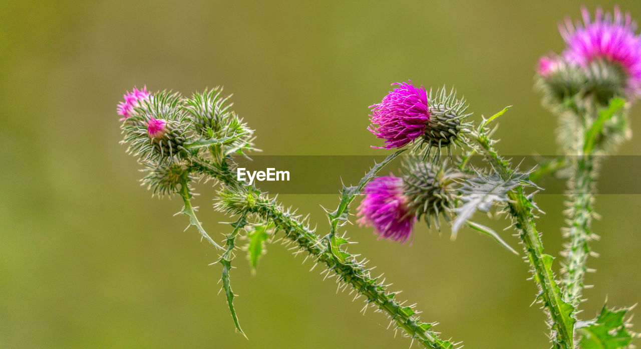 CLOSE-UP OF PURPLE THISTLE FLOWERS