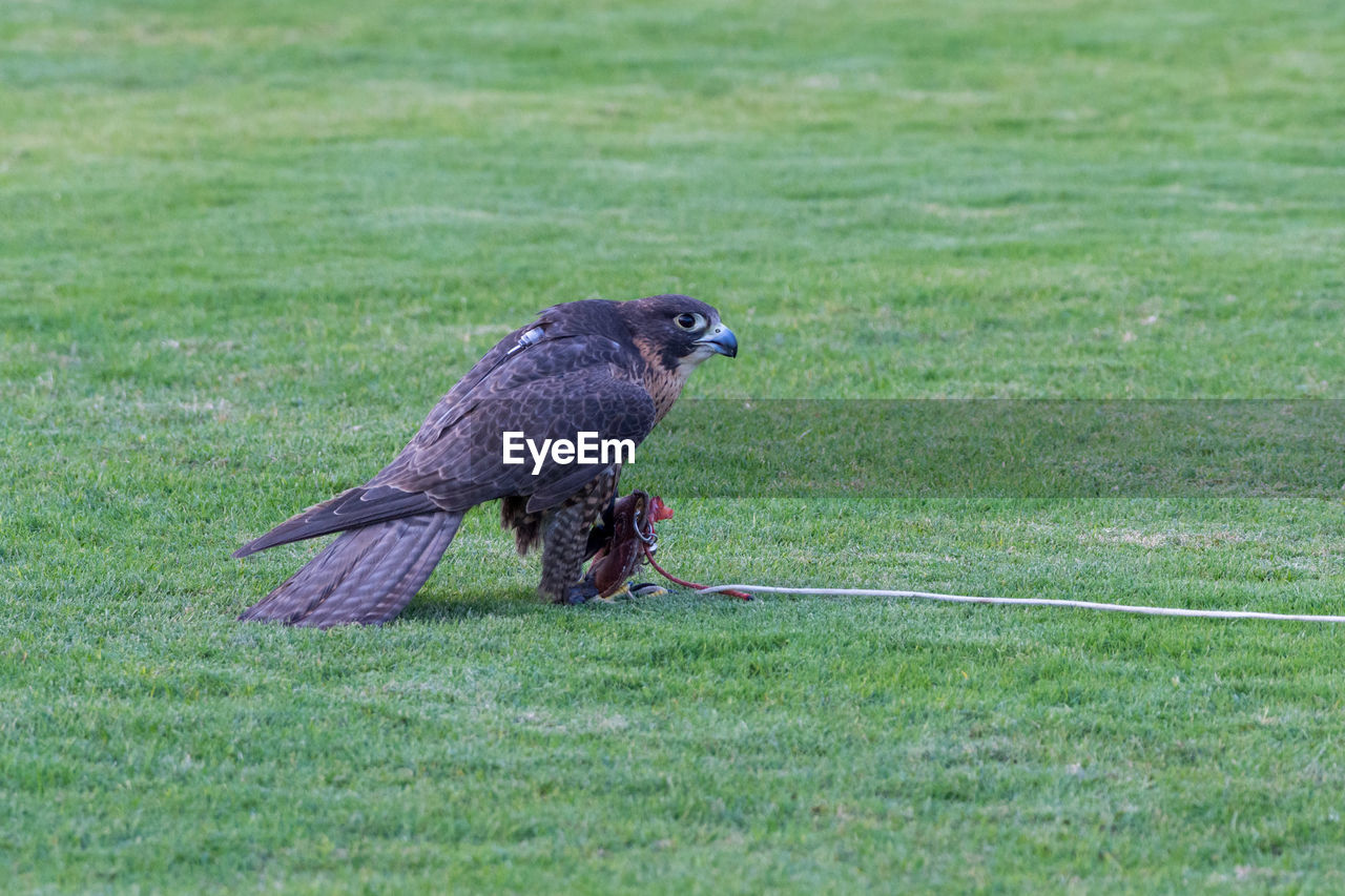 BLACK BIRD PERCHING ON A FIELD