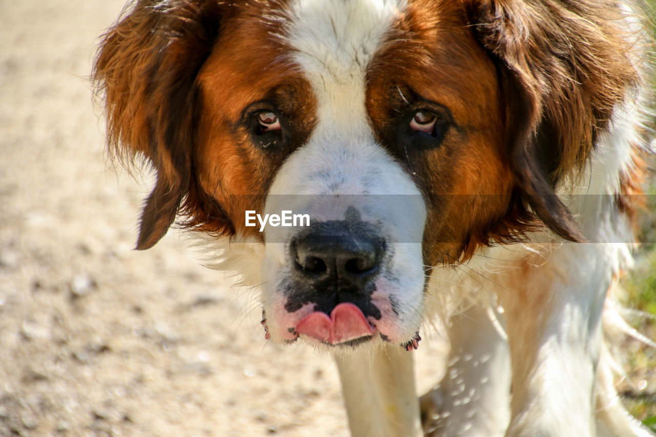 PORTRAIT OF DOG OUTDOORS