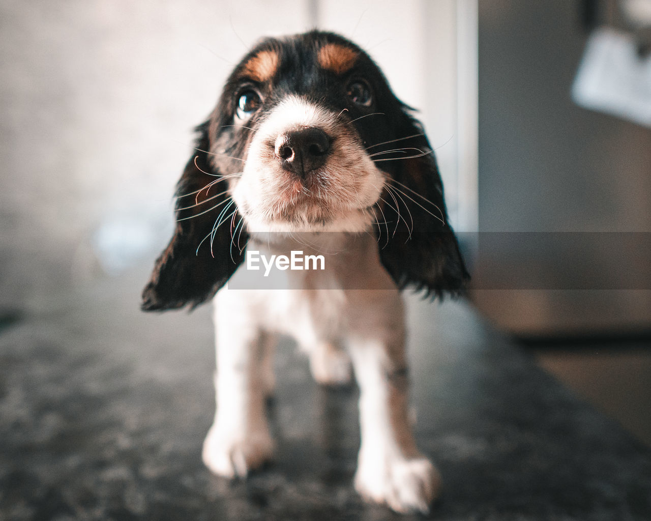 Close-up portrait of dog