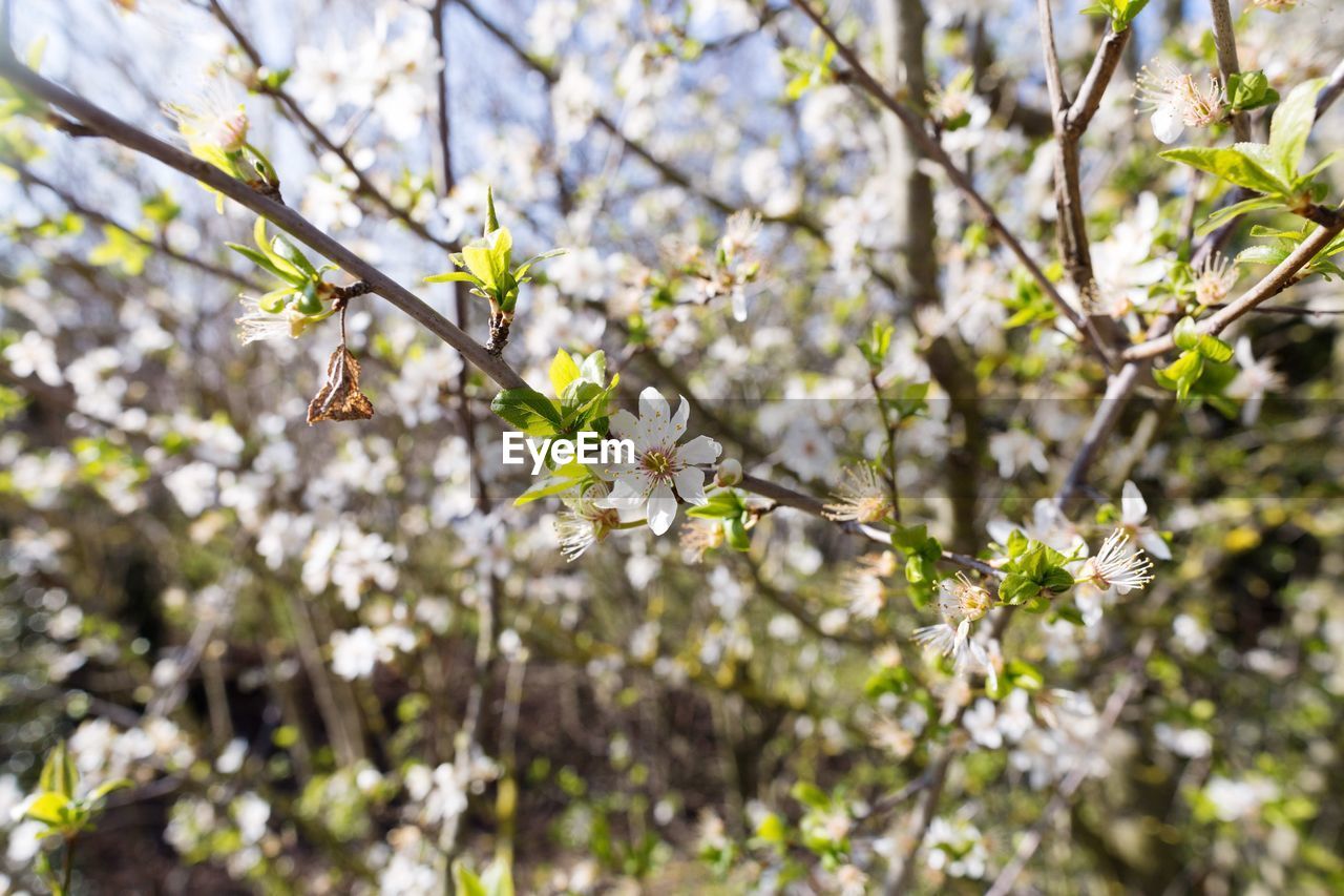 Close-up of white flowers