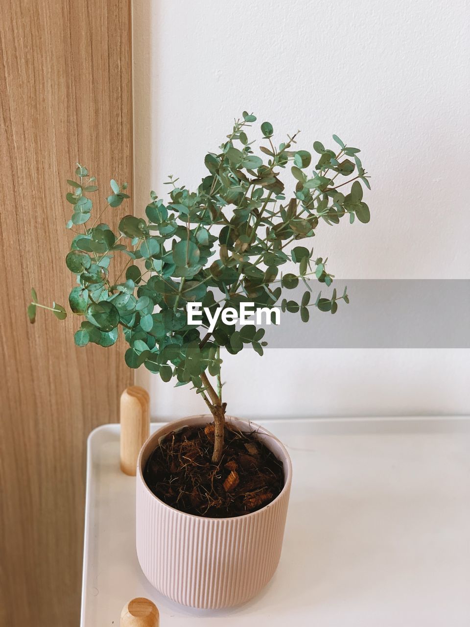 Close-up of potted plant on table against wall