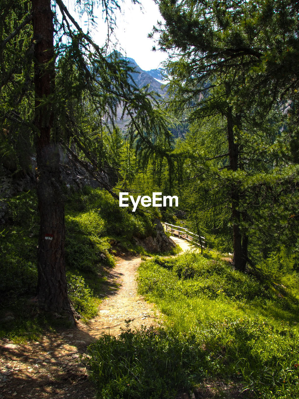 TREES ALONG PLANTS IN FOREST