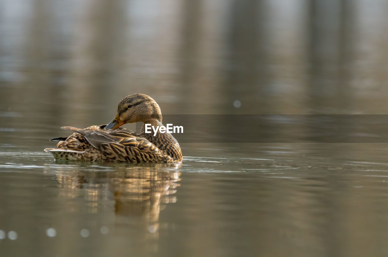 Duck swimming in lake