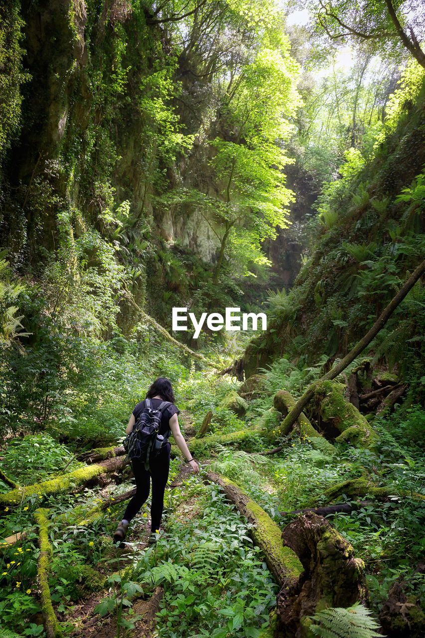 Rear view of woman walking in forest