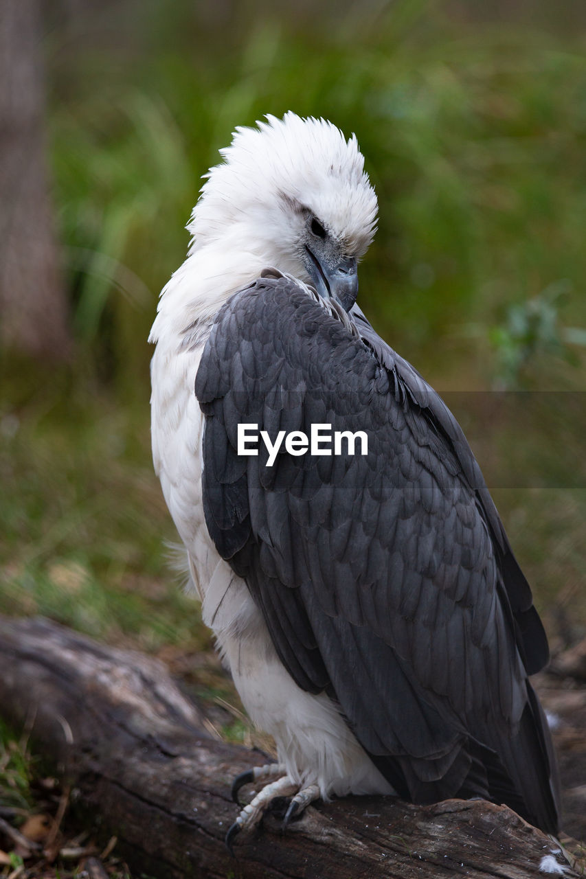 Close-up of a white-breasted sea eagle