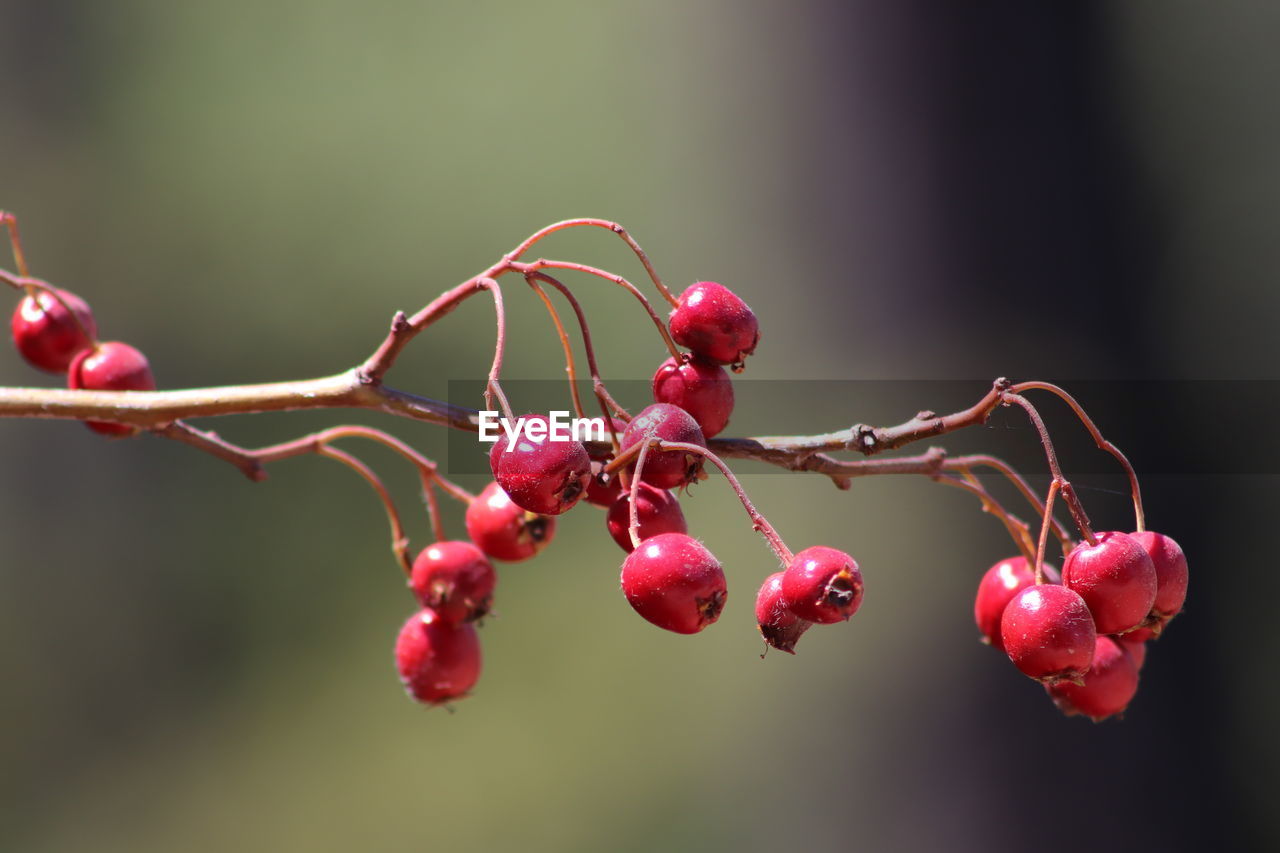 Close-up of red berries growing on tree