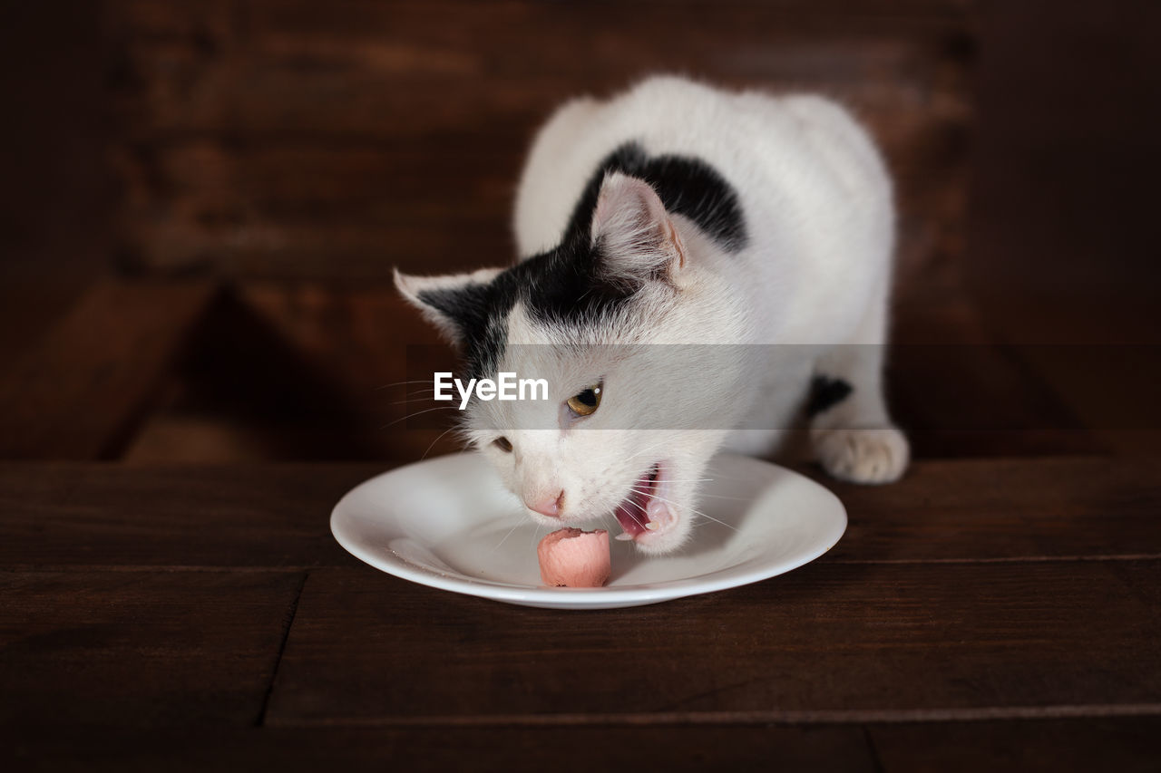 The cat eats sausage, sits on a wooden chair at the table. the cat is eating a sausage 