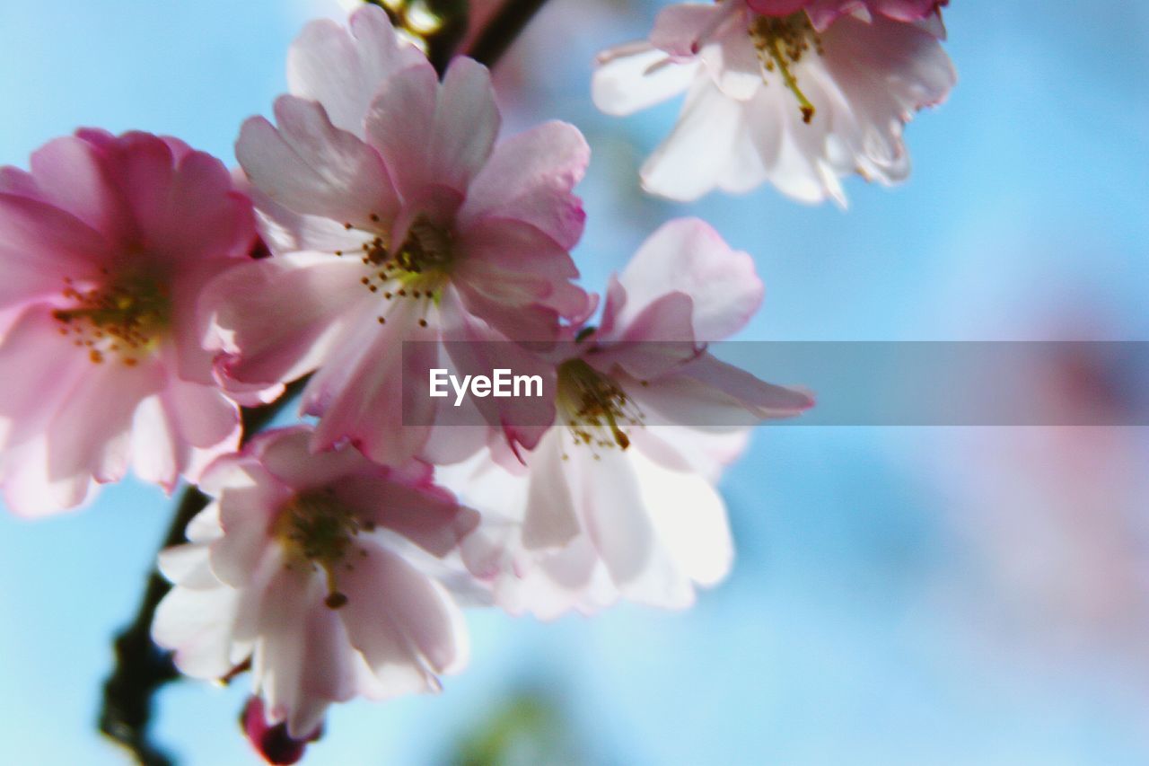 CLOSE-UP OF PINK FLOWERS BLOOMING