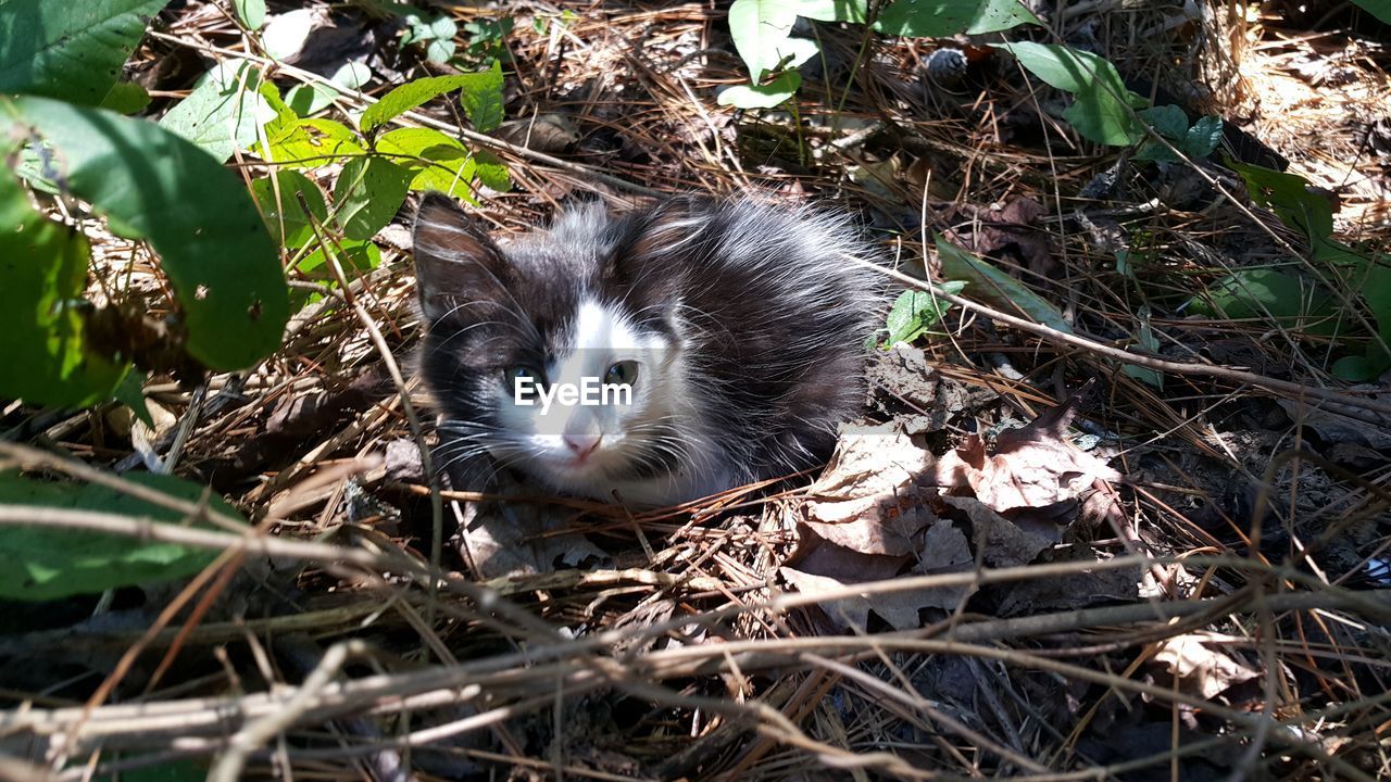 Portrait of cat on grass