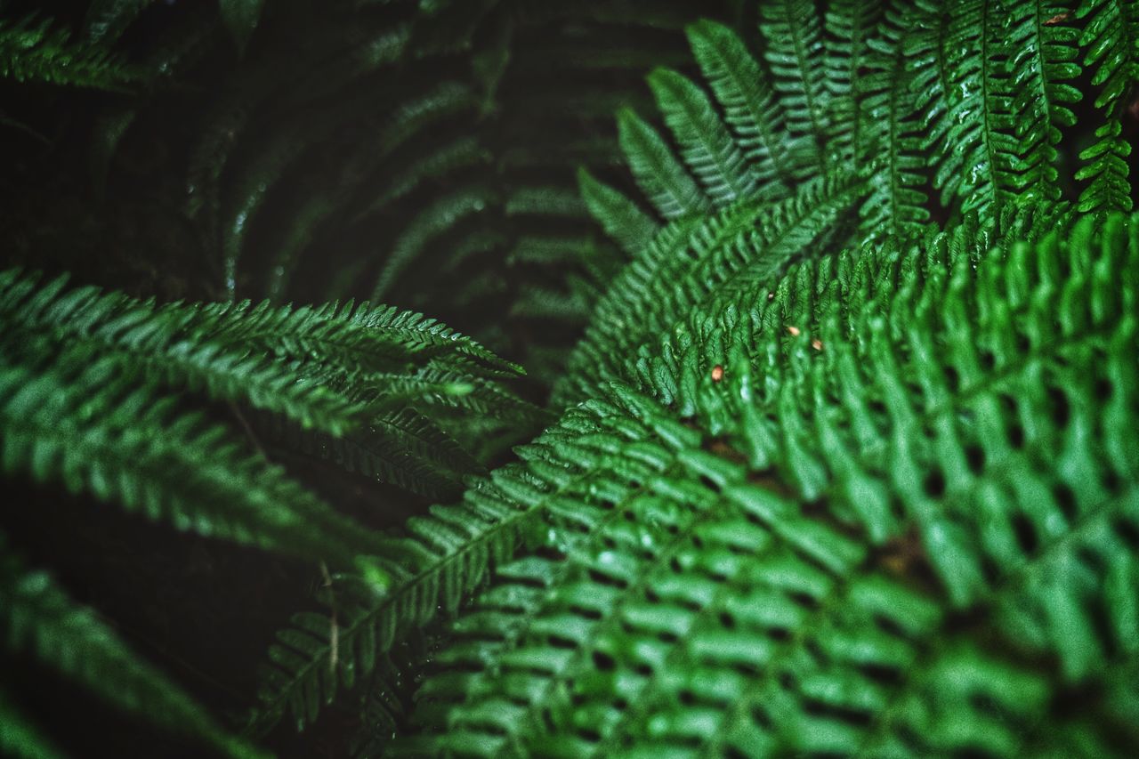 Full frame shot of fern leaves