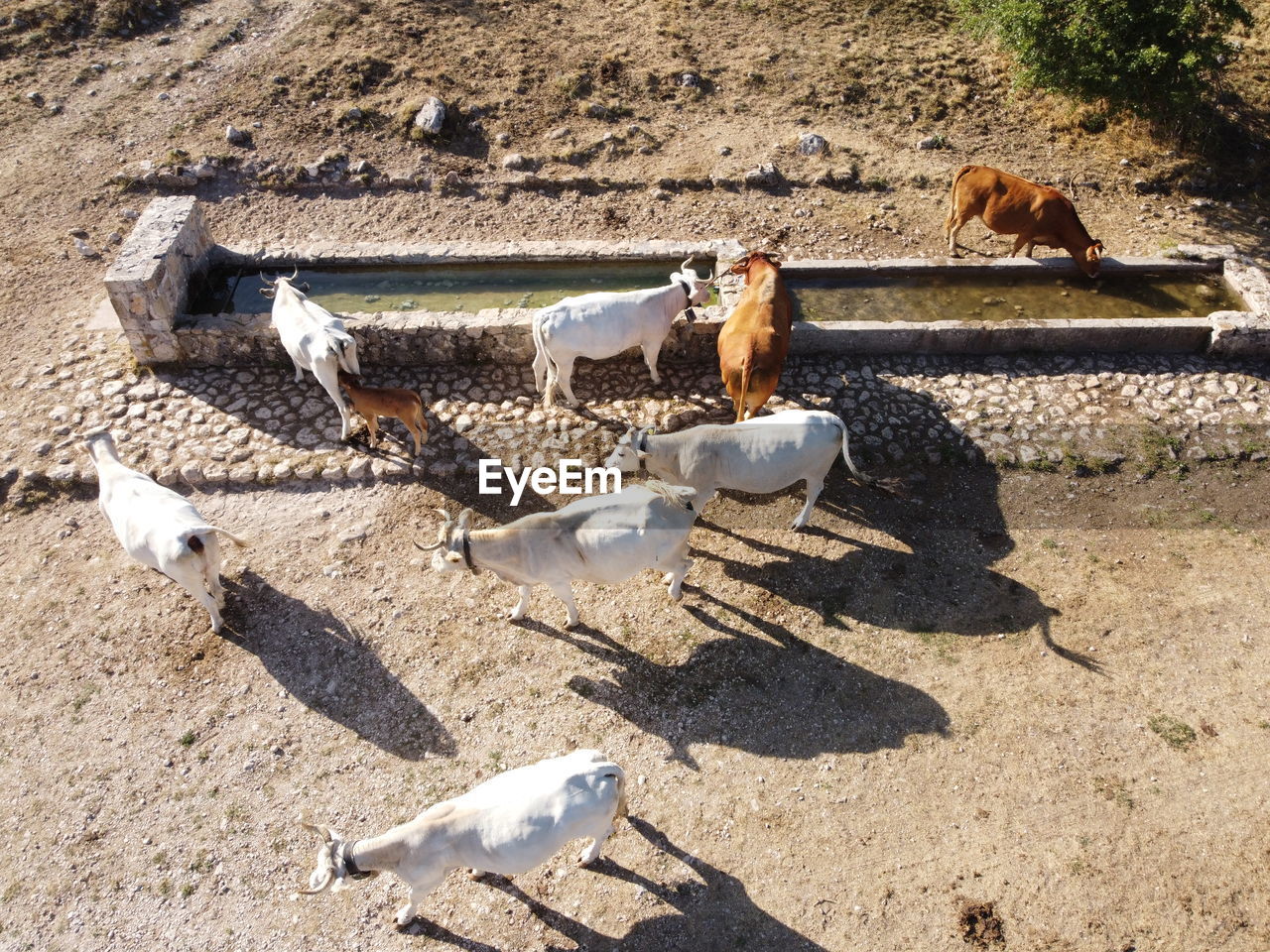 High angle view of cows from a drone