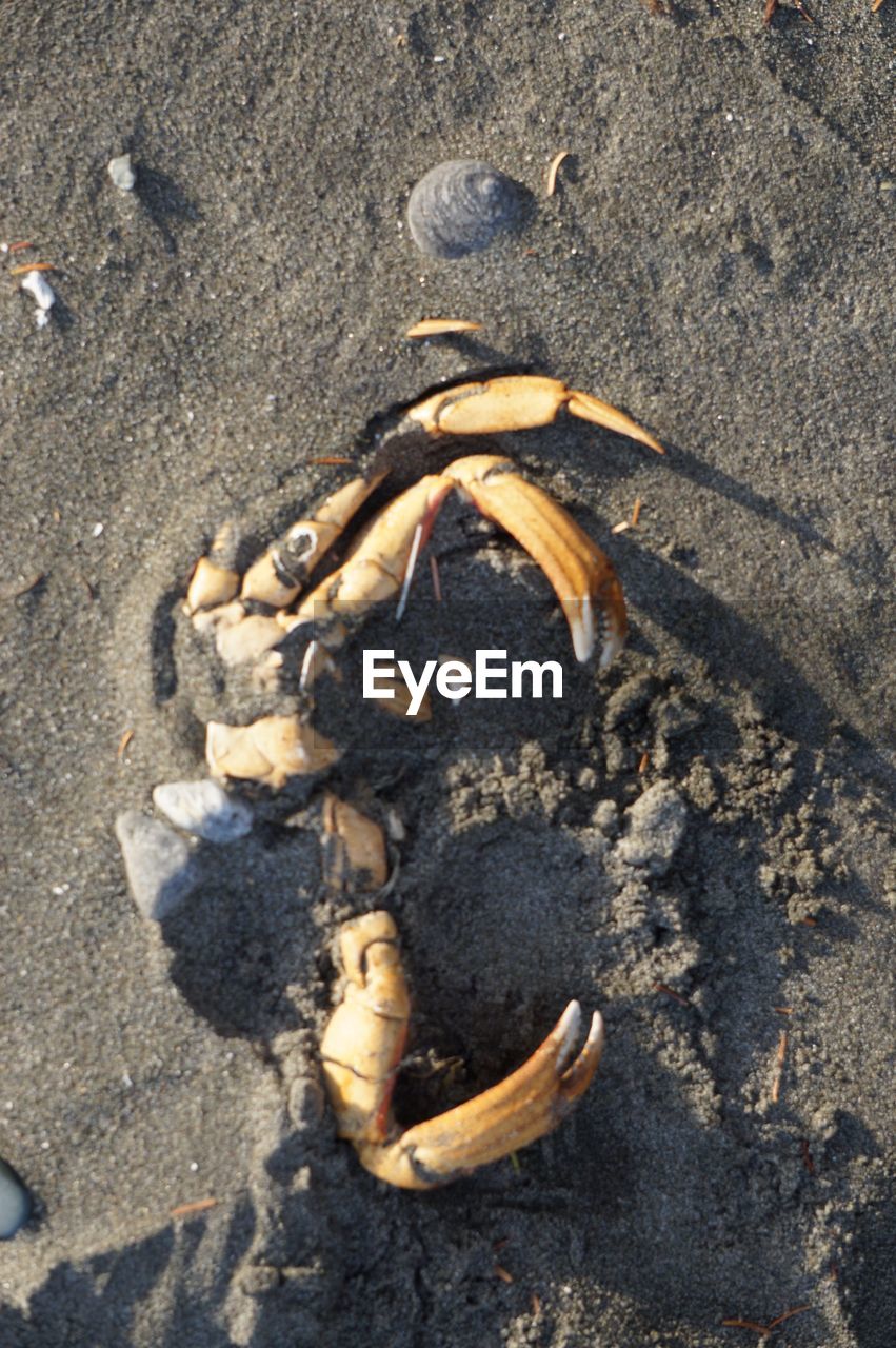 beach, land, sand, animal themes, animal, crab, no people, animal wildlife, sea, high angle view, nature, day, animals in the wild, one animal, outdoors, close-up, full length, claw, crustacean, water, marine
