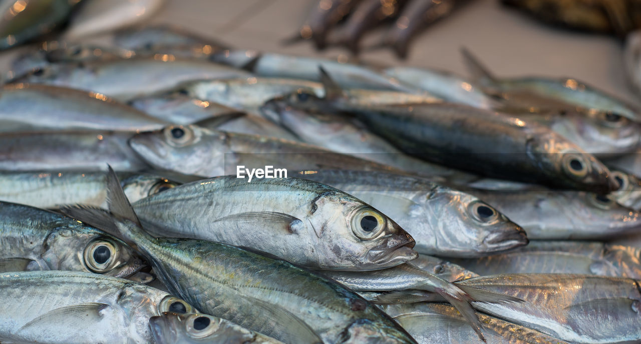 CLOSE-UP OF FISHES FOR SALE