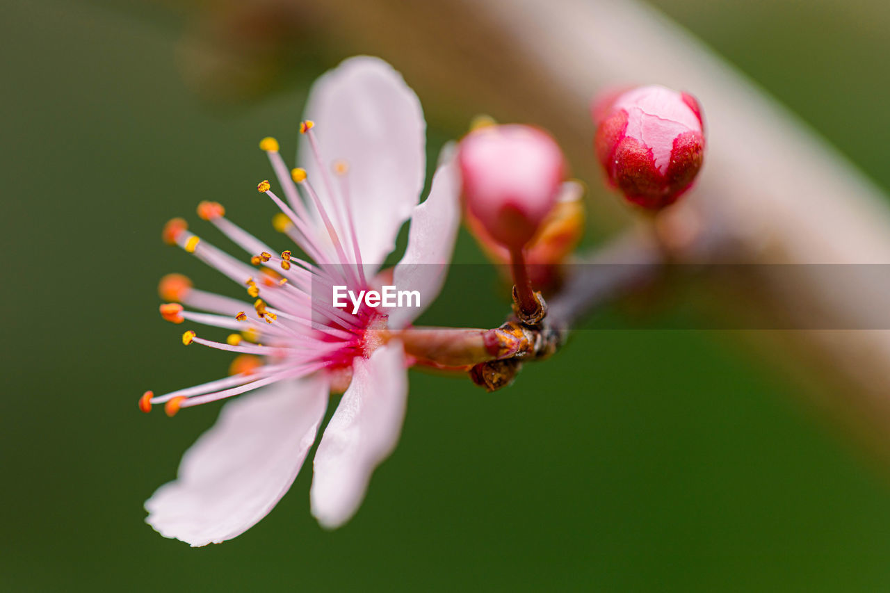 Close-up of sakura flower blooming in spring 