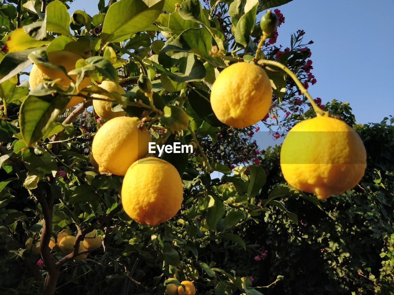 LOW ANGLE VIEW OF ORANGES ON TREE