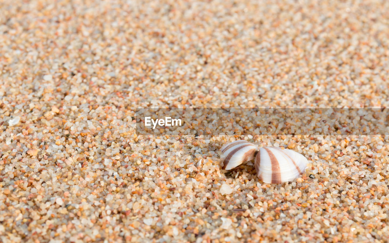 Shells on the sand in the morning on summer.