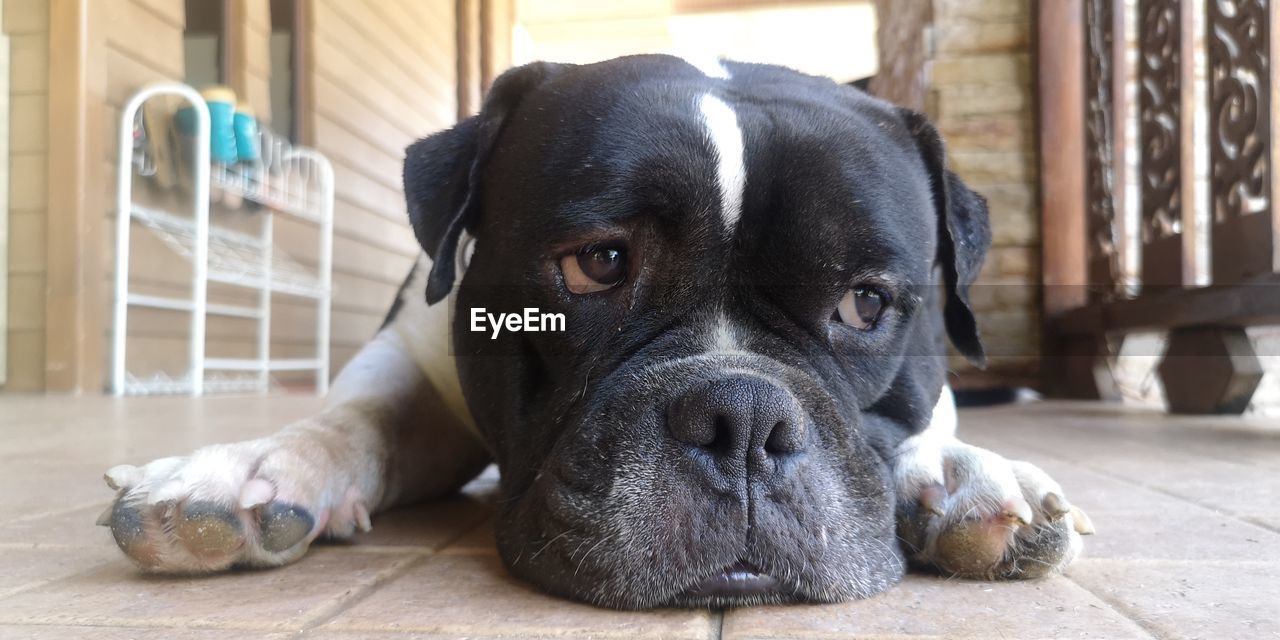 dog, pet, one animal, mammal, animal themes, animal, canine, domestic animals, portrait, looking at camera, flooring, relaxation, lying down, no people, puppy, resting, day, indoors, boxer, carnivore, boxer - dog, home interior, focus on foreground, bulldog, animal body part, young animal