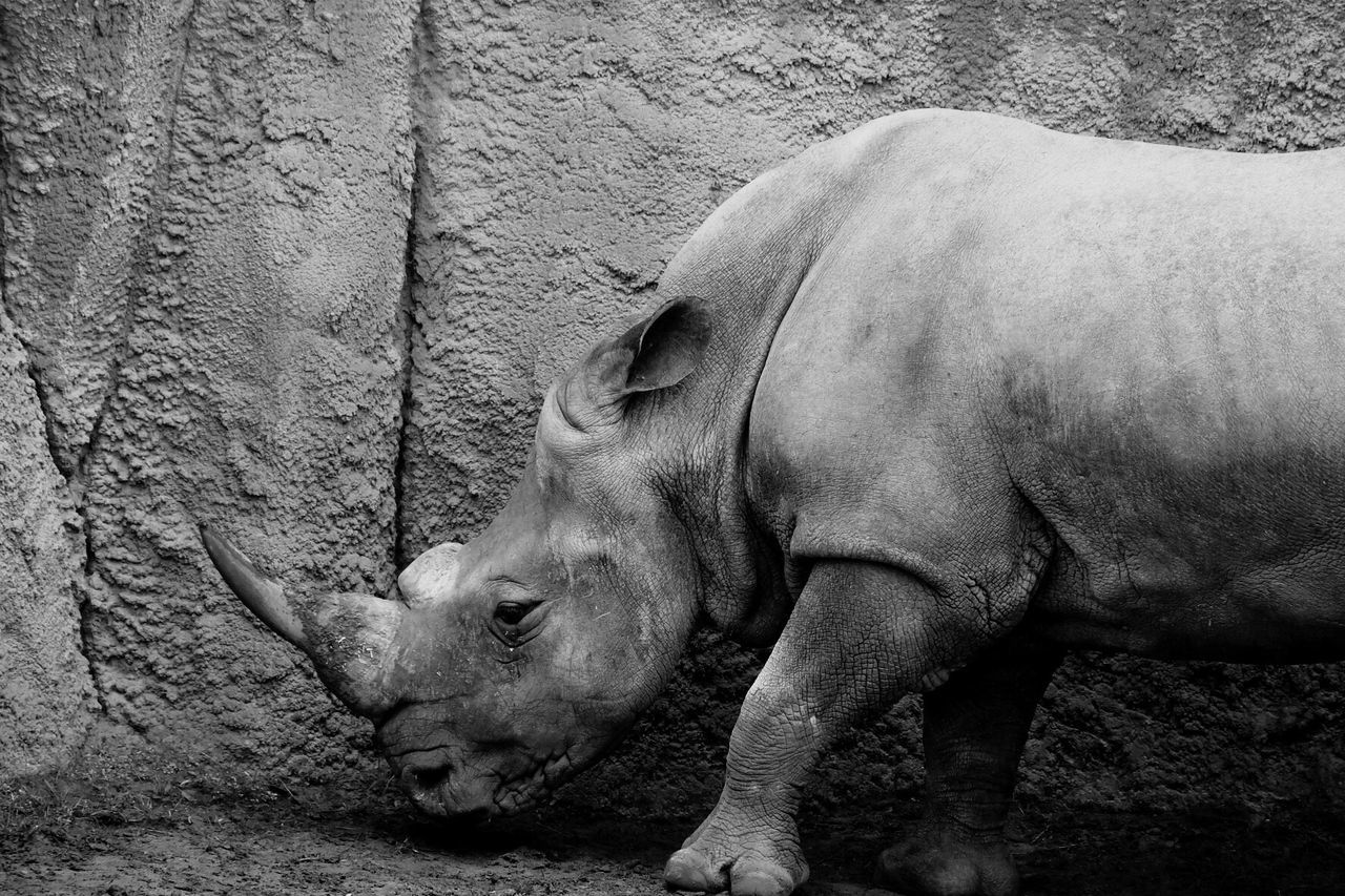 Rhinoceros by wall