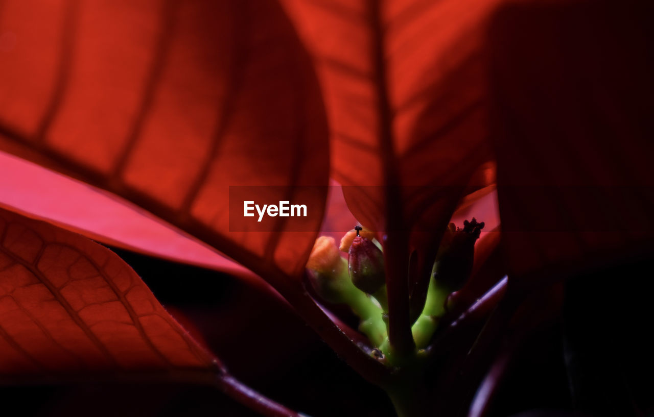 CLOSE-UP OF RED FLOWER