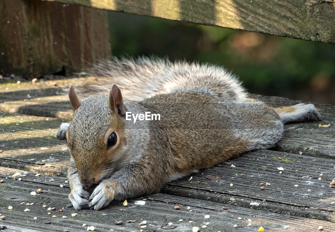 CLOSE-UP OF A SQUIRREL ON WOOD