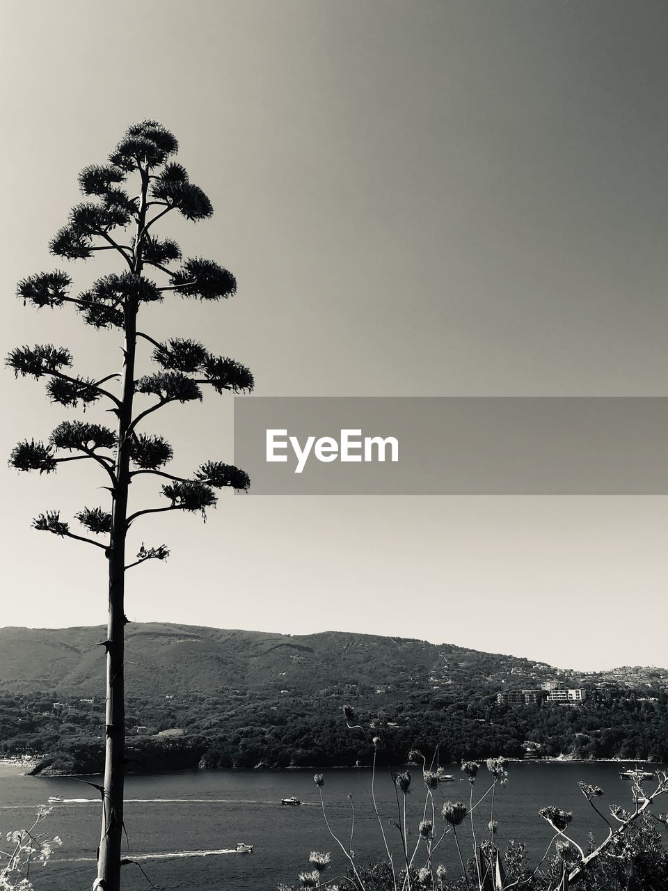 TREE ON FIELD AGAINST SKY