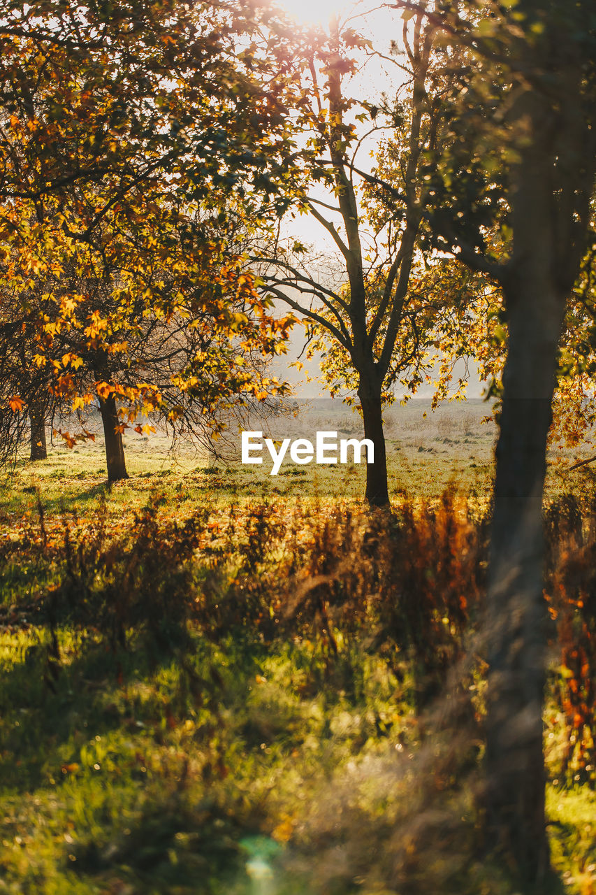 Trees on field during autumn