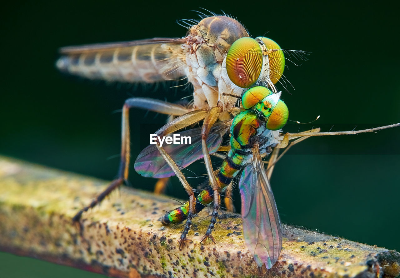 CLOSE UP OF DRAGONFLY