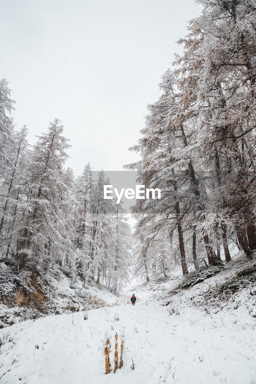 Trees on snow covered field against sky