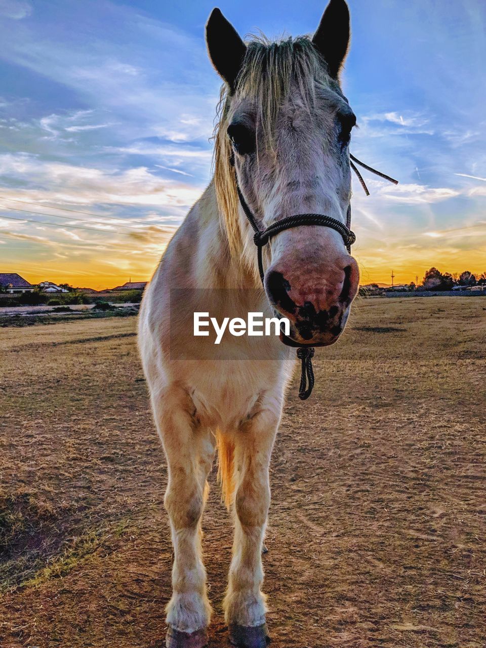 Horse standing in a field