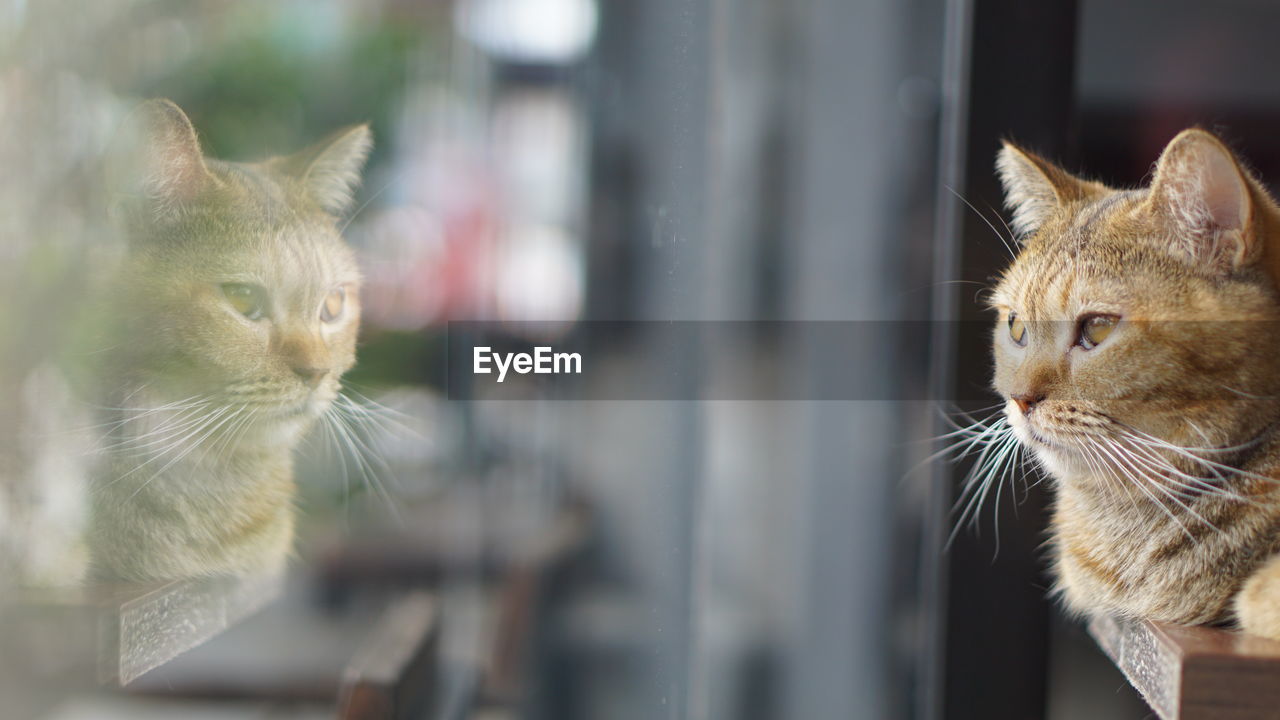 Close-up of a cat looking away