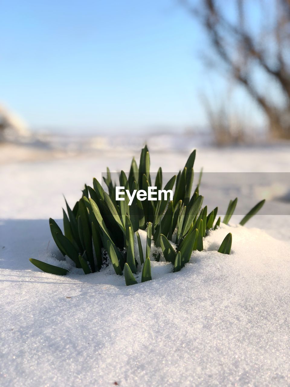 Close-up of fresh plants in snow