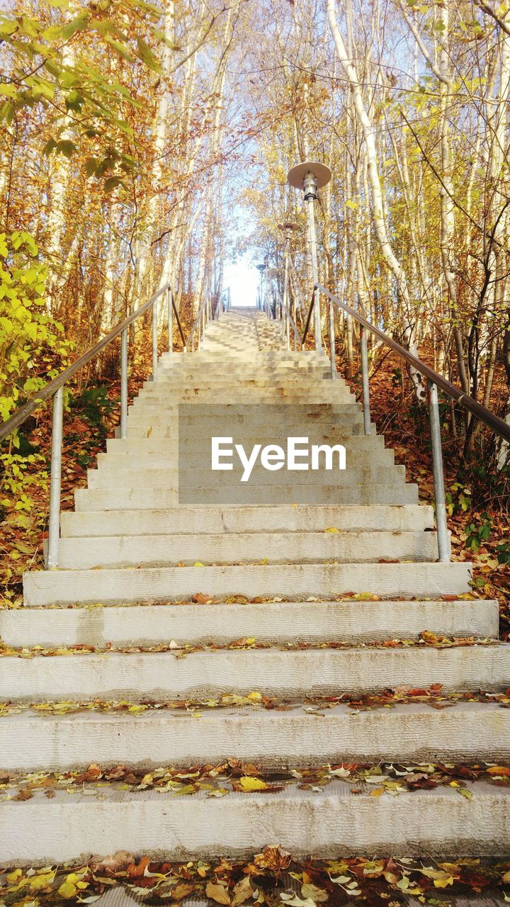 STAIRS LEADING TO FOREST