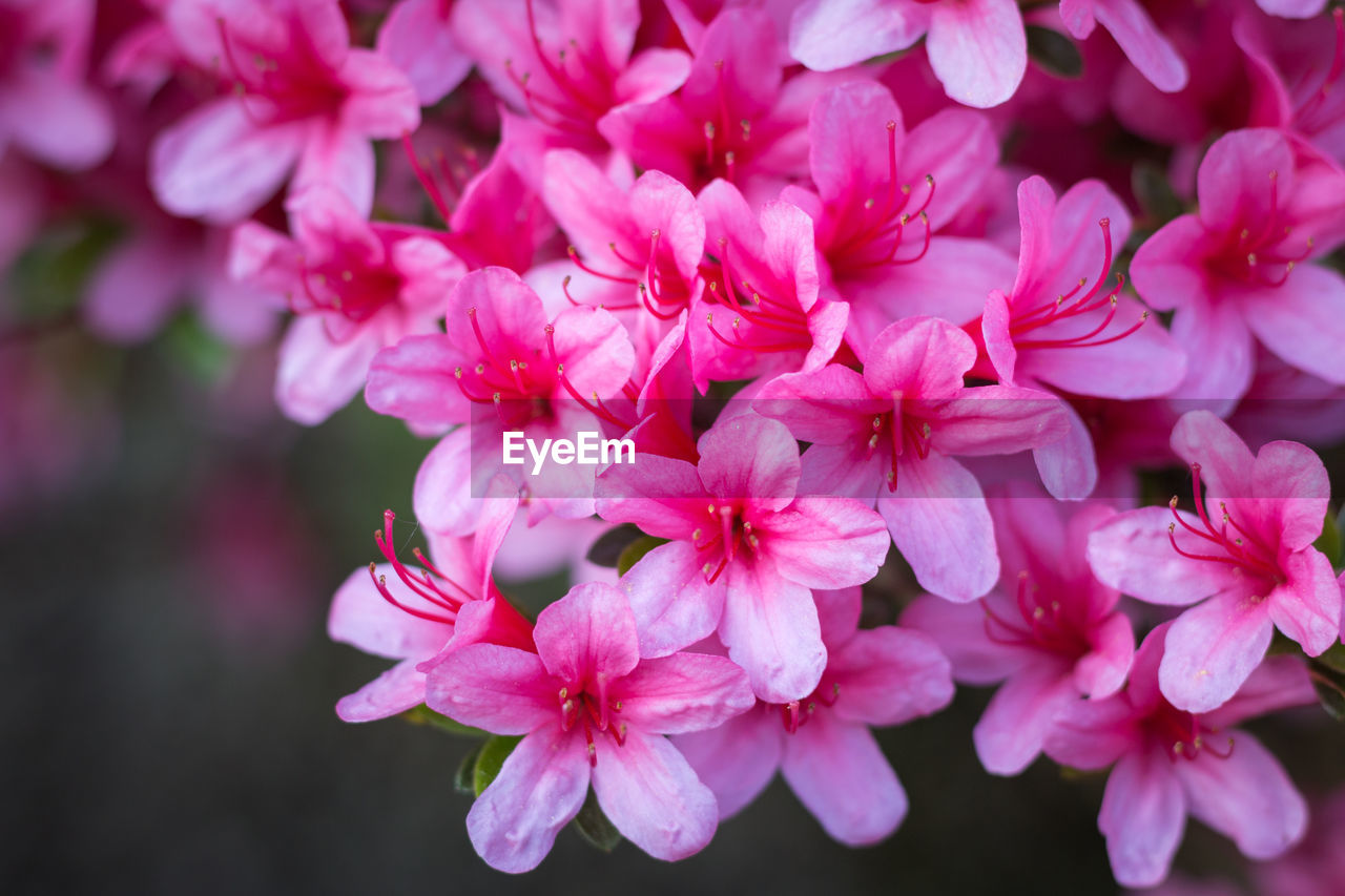 Close-up of pink cherry blossoms