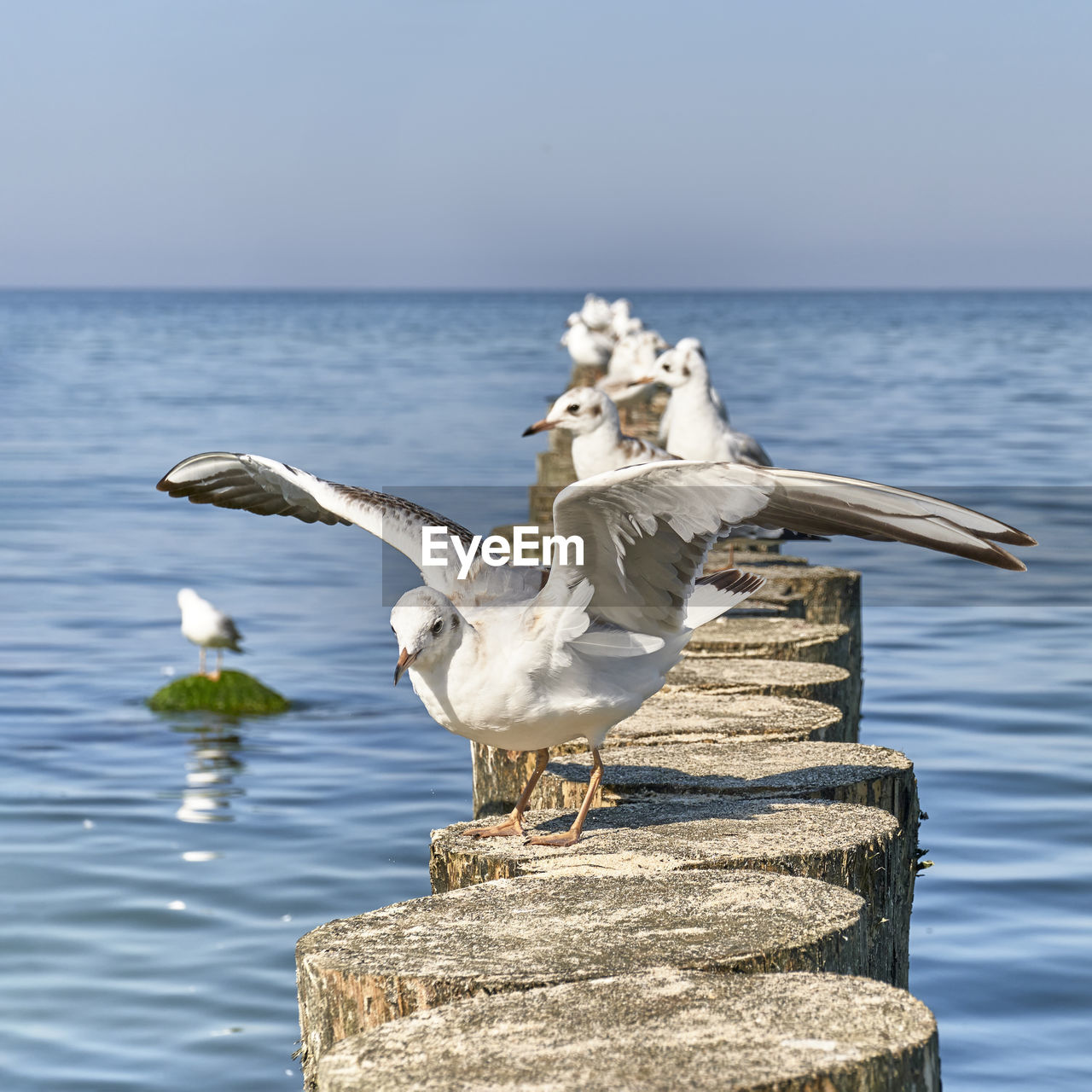 Seagull perching on a sea