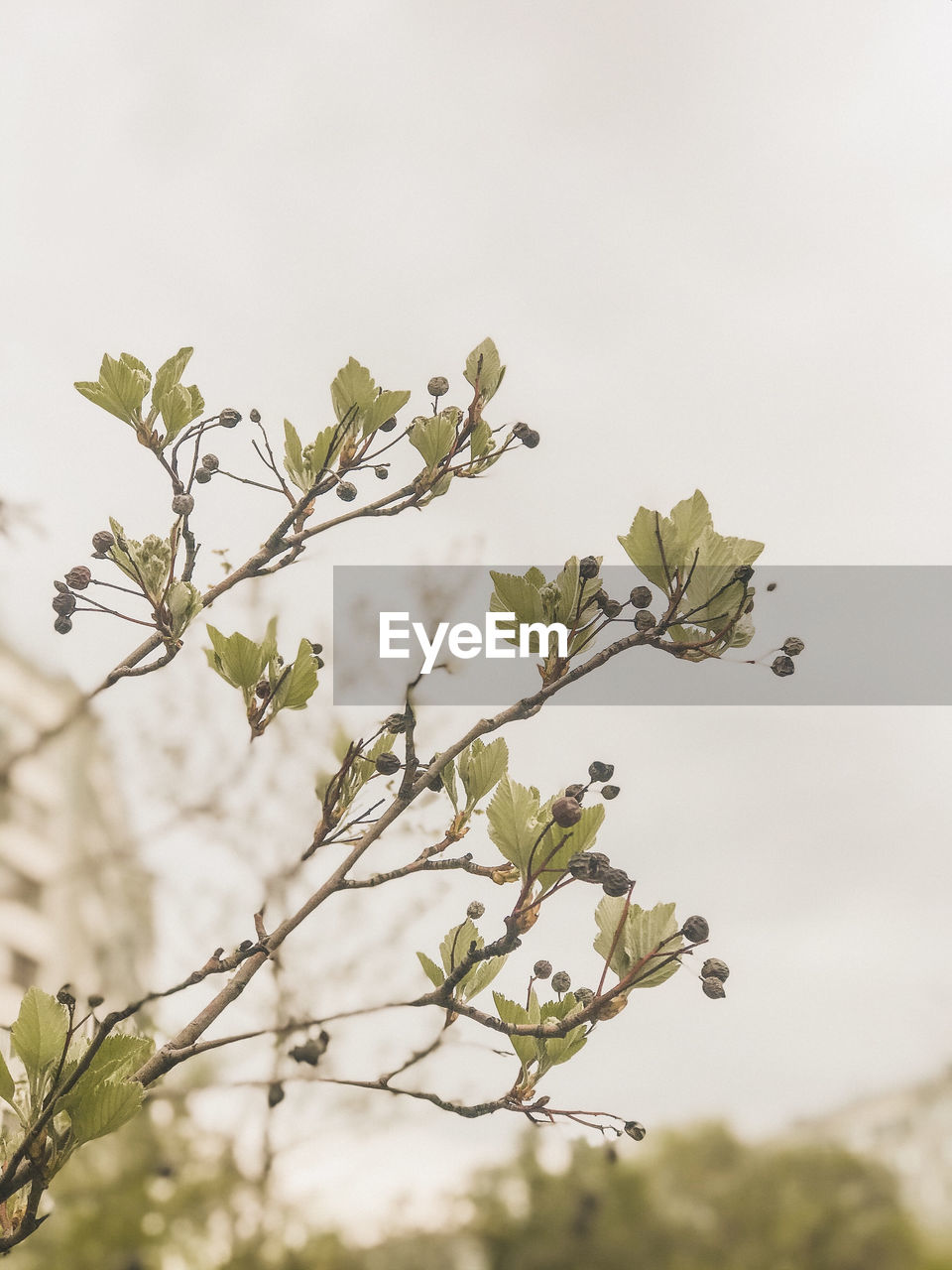 Low angle view of flowering plant against sky