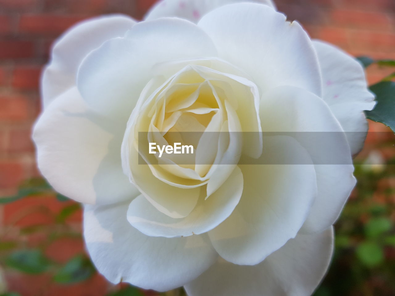 CLOSE-UP OF WHITE ROSE WITH FLOWER