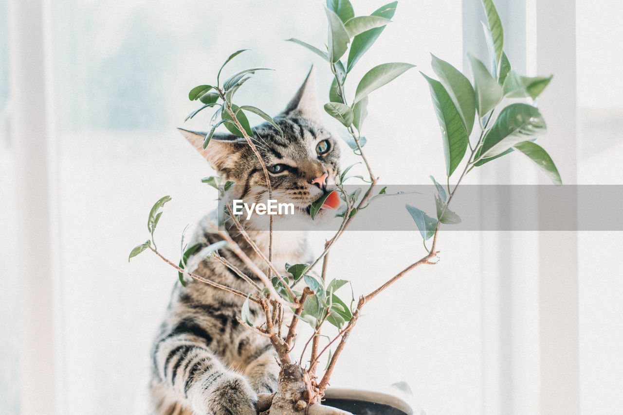 Portrait of cat eating plant at home