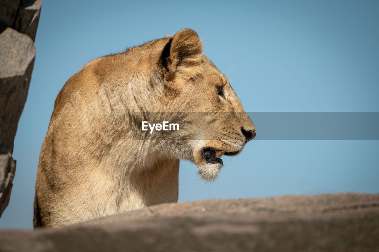 Lioness looks left among rocks on horizon