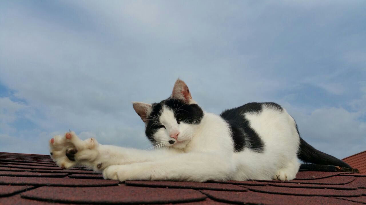 CAT LOOKING UP AT HOME