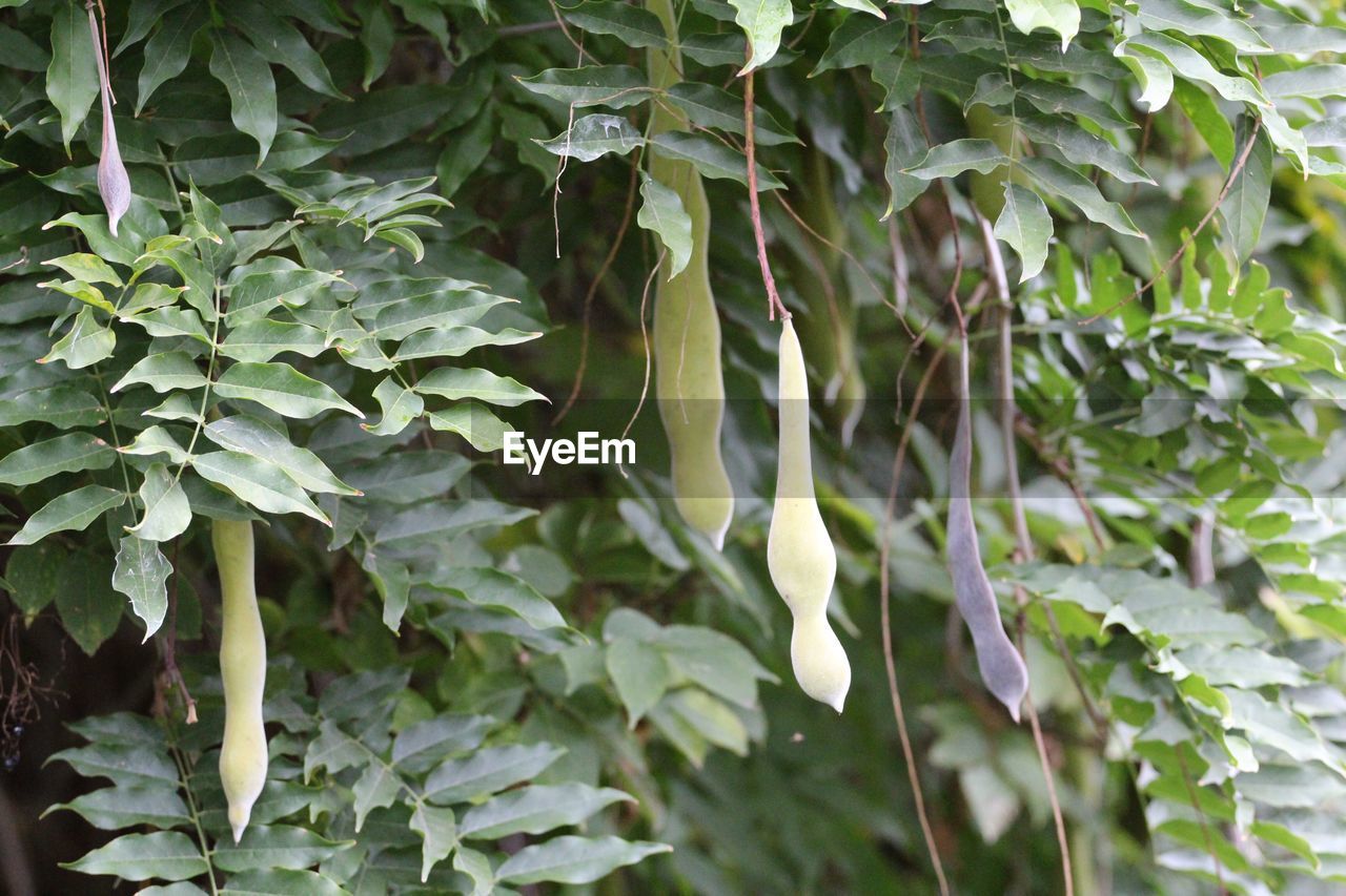 CLOSE-UP OF LEAVES ON TREE